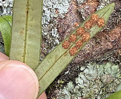Lepisorus thunbergianus