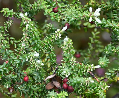 Leptecophylla tameiameiae