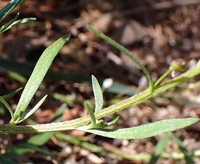 Lobularia maritima