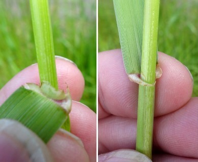 Lolium multiflorum