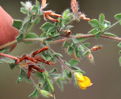 Lotus subbiflorus