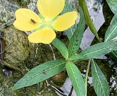Ludwigia octovalvis