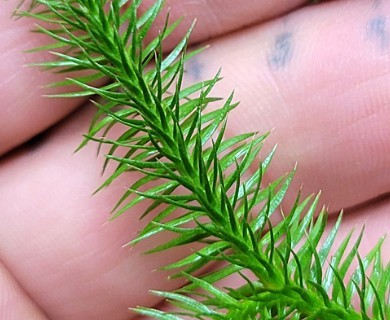 Lycopodium clavatum