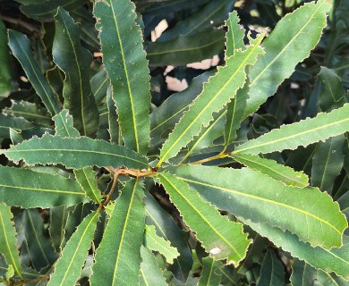 Macadamia integrifolia