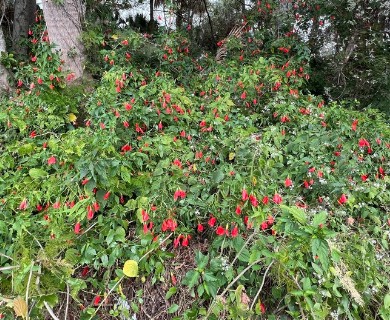 Malvaviscus penduliflorus