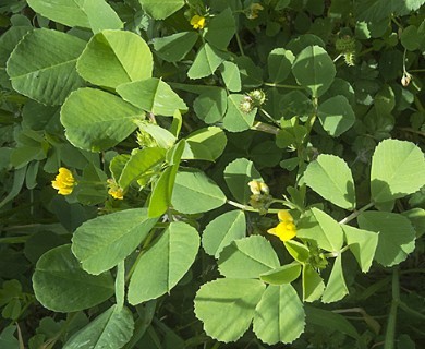 Medicago polymorpha