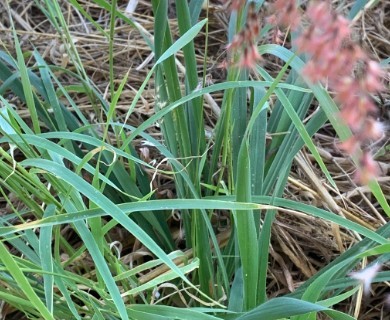 Melinis repens
