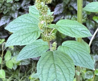 Mesosphaerum pectinatum