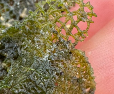 Microdictyon setchellianum