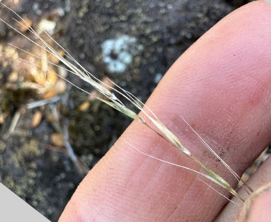 Microlaena stipoides