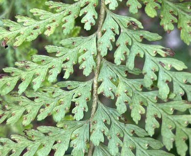 Microlepia setosa