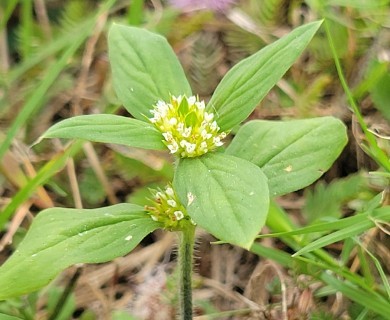 Mitracarpus hirtus