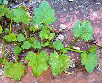 Modiola caroliniana