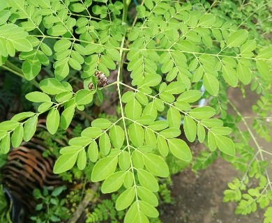 Moringa oleifera