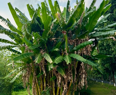 Musa ×paradisiaca