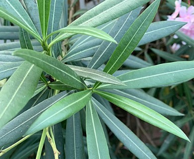 Nerium oleander