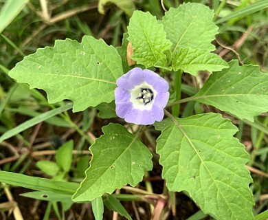 Nicandra physalodes