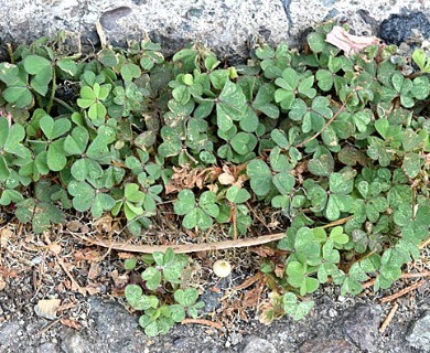 Oxalis corniculata