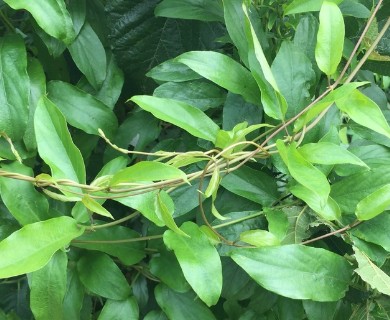 Paederia foetida
