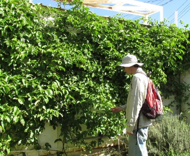 Passiflora edulis