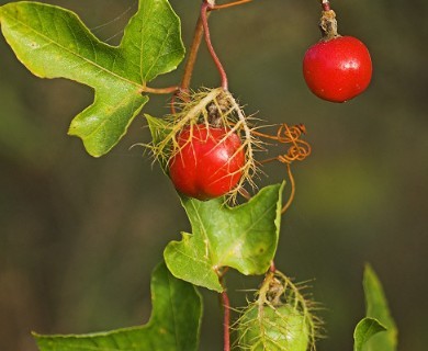 Passiflora foetida