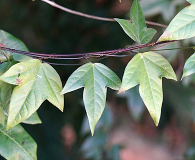 Passiflora suberosa