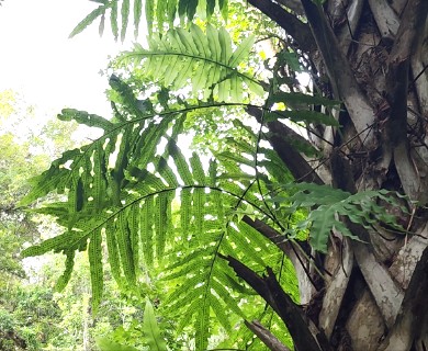 Phlebodium aureum