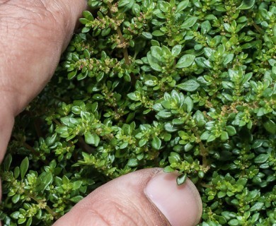 Pilea microphylla