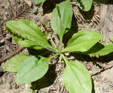 Plantago major