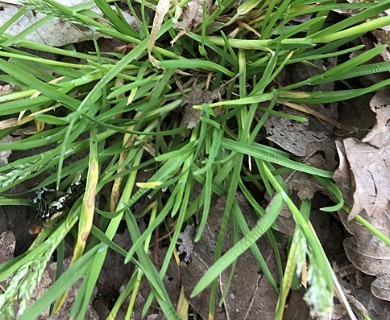 Poa annua