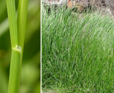 Poa pratensis