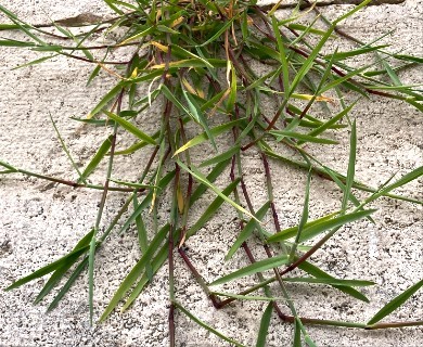 Polypogon viridis