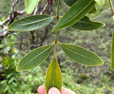Polyscias oahuensis
