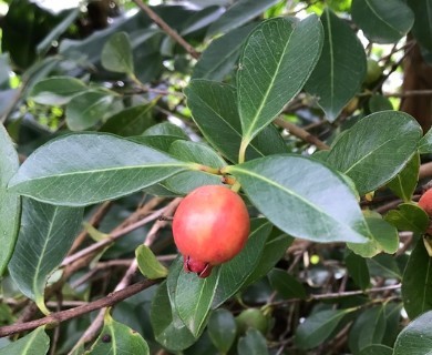 Psidium cattleyanum
