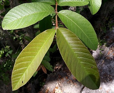 Psidium guajava