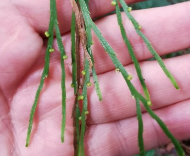 Psilotum complanatum