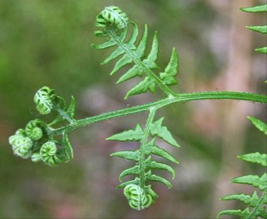 Pteridium aquilinum