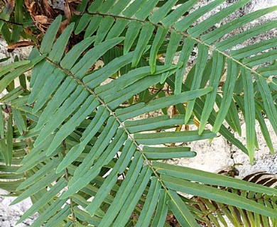 Pteris vittata
