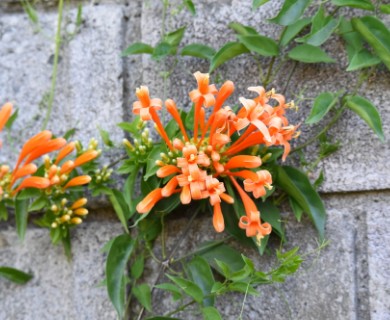Pyrostegia venusta