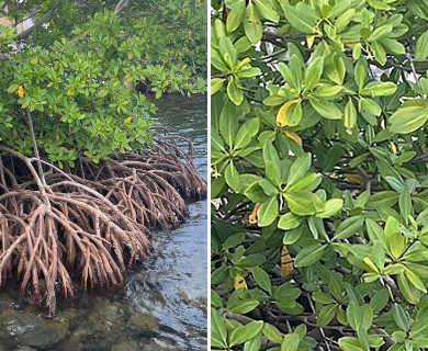 Rhizophora mangle