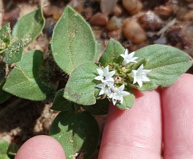 Richardia brasiliensis