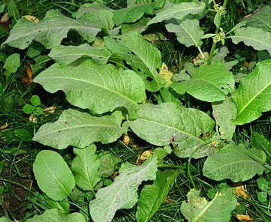 Rumex obtusifolius