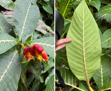 Sanchezia oblonga