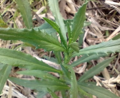 Senecio madagascariensis