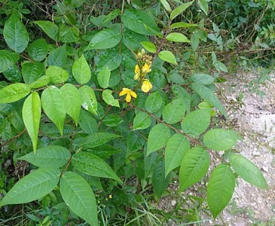 Senna occidentalis