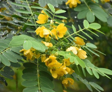 Senna surattensis