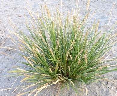 Setaria parviflora