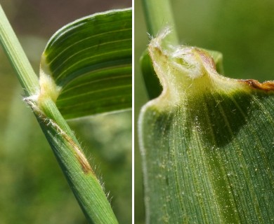 Setaria verticillata
