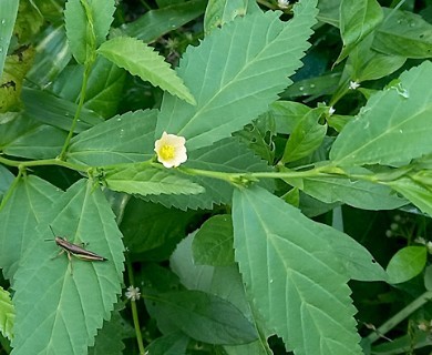 Sida acuta