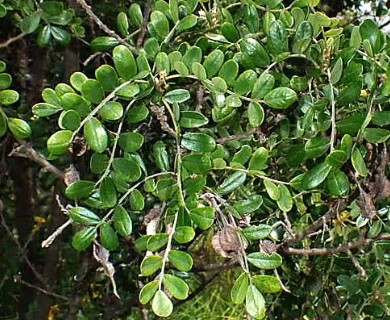 Sophora chrysophylla